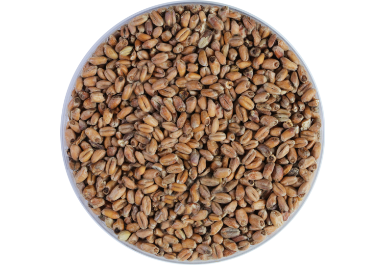 Malts de brasserie - Malt Froment Munich Light 15 EBC - 1kg