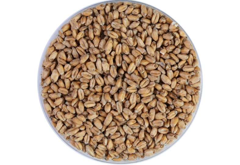 Malts de brasserie - Tarwemout Weyermann Blonde Wheat