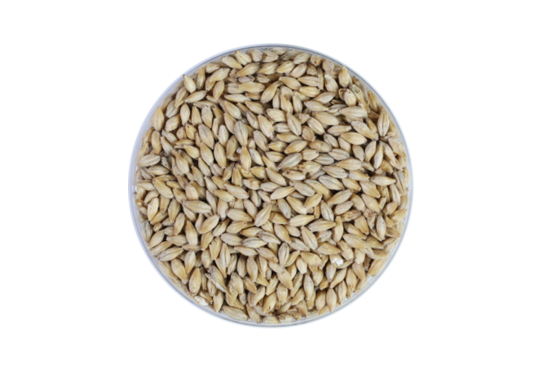 Malti - Malt Biologique Abbaye Barke Pilsner 45 EBC